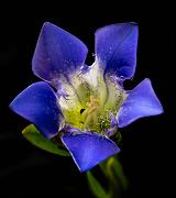 Mendocino Gentian, Gentiana setigera